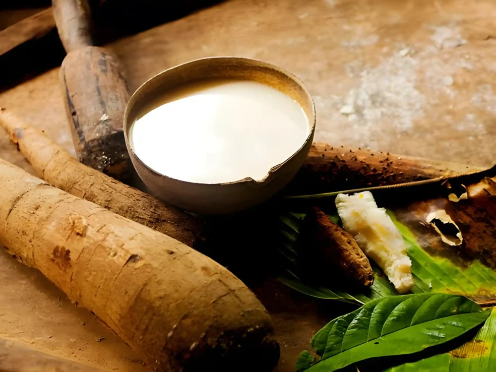 Amazonian Shuar fermentated yuca preparation, called Chicha.